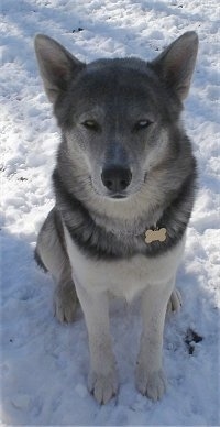 siberian husky wolf hybrid puppies