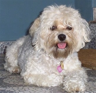 yorkshire terrier and poodle mix