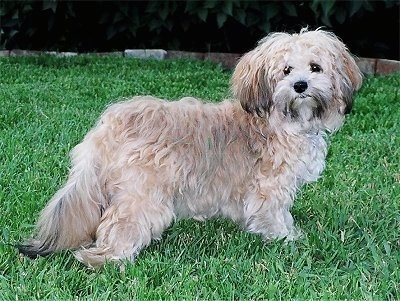 Side view - A thick coated, longhaired, tan with black and white Shichon is standing across a grass surface and it is looking forward.