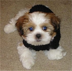 Top down view of a thick coated, white with brown Zuchon puppy that is laying on a tan carpeted surface and it is wearing a black knit sweater.