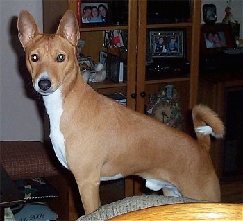 Brown Basenji dog in home