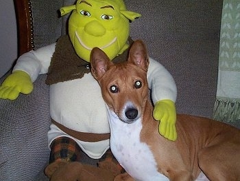 Brown Basenji dog in home with Shrek Toy