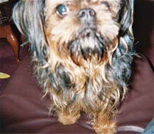 Close Up - a tan and black Belgian Griffon is standing on a brown leather ottoman