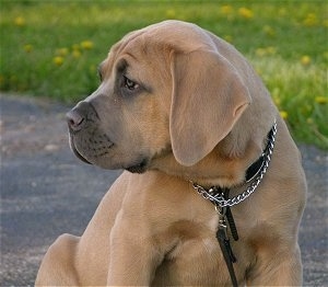 Close Up - Barone the Cane Corso Italiano Puppy is sitting on a blacktop and looking to the left