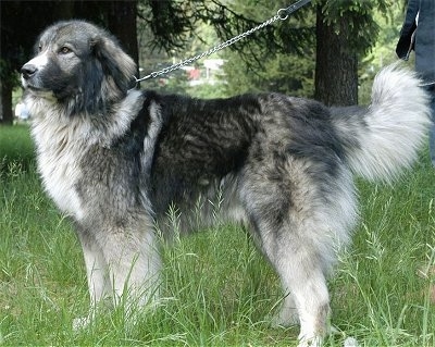 Carpathian Sheepdog Dog Breed 