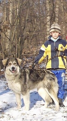 Mura de Baltag the Carpathian Sheepdog is standing in snow next to a child. The Child has its eyes closed