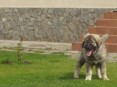 Carpathian Sheepdog Puppy is standing outside in lawn in front of brick steps. Its mouth is open and tongue is out