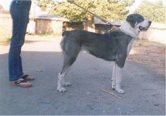 right Profile - Central Asian Ovtcharka is standing outside and there is a person standing behind it holding the leash