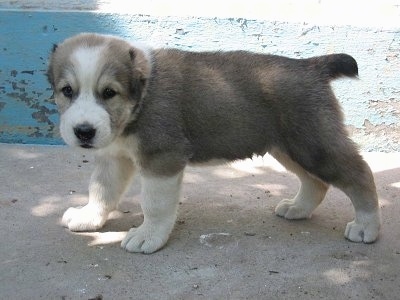 Otlin the Central Asian Ovtcharka Puppy is standing in dirt and there is a building behind it
