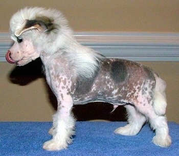 chinese crested hairless puppies