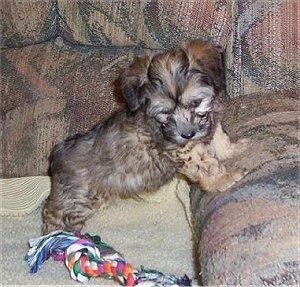 A Chinese Crestepoo Puppy is standing against the arm of a couch. There is a rope toy next to it