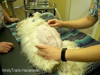 The large shaved stomach of a pregnant dog that is being prepped for birthing at a vets office.