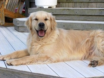 A smiling cream-colored Golden Retriever is laying on a wooden deck with its tongue hanging out.