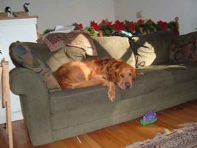 A red Golden Retriever is laying on a green couch. There is a purple and green porcupine toy on a hardwood floor in front of it.