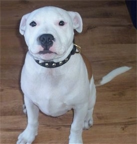 A white with brown Irish Staffordshire Bull Terrier puppy is sitting on a hardwood floor and looking up