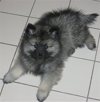 A fluffy  black and gray Keeshond puppy is laying spread out on a white tiled floor looking up