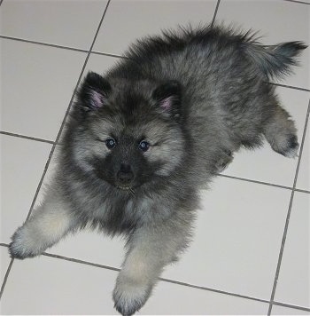 Keeshond Growth Chart