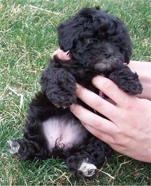 A small, black Lhasa-Poo is sitting in grass and there are hands holding it up on its back end belly out.