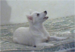 A short-haired white Lowchen puppy is looking up and to the left, its mouth is open.