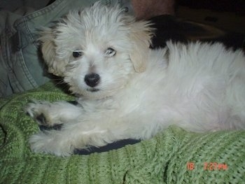 A fluffy, white with tan Malti-poo puppy is laying on top of a light green sweater next to a pair of light blue jeans.