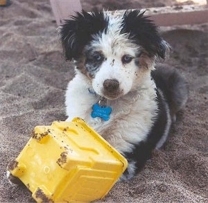 A tricolor black with white and brown Miniature Australian Shepherd is laying in sand with a plastic yellow sand castle bucket in front of it.