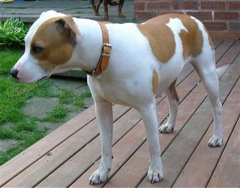 A white with brown Irish Staffordshire Bull Terrier is wearing a brown leather collar standing on a wooden deck.