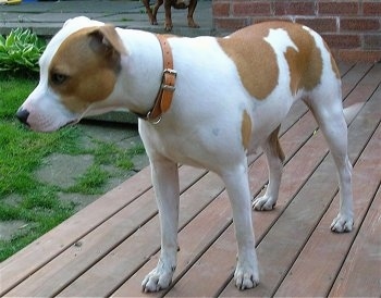 tan and white staffordshire bull terrier