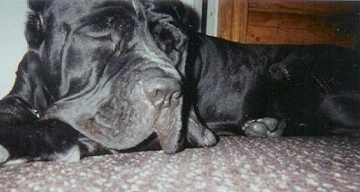 Close up head and upper body shot - A wrinkly, large-lipped, black Neapolitan Mastiff is sleeping on a carpet.