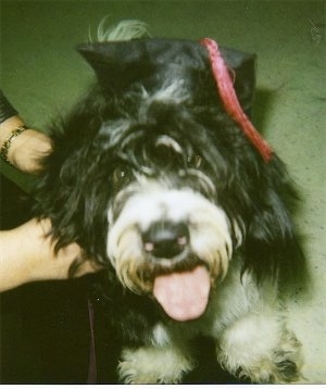 Front view from above looking down at the dog - A shaggy, black with white Petit Basset Griffon Vendeen dog is wearing a black graduation cap with a red tassel jumped up on a person looking up. Its mouth is open and tongue is out.
