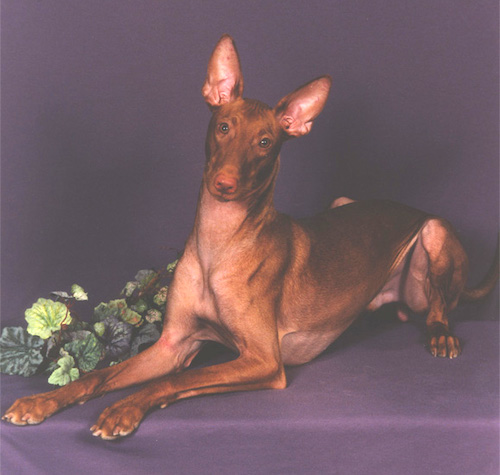 Front side view - A brown Pharaoh Hound is laying on a purple surface and it is looking forward. Its head is tilted to the right. It has very large perk ears.