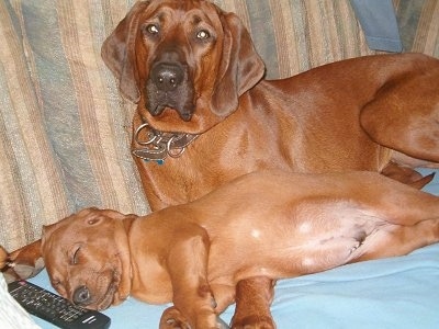A Redbone Coonhound is laying on a couch behind a sleeping Redbone Coonhound puppy. There is a TV remote in front of the pups head.