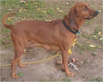 The right side of a Redbone Coonhound that is standing in patchy grass and it is looking up and to the right. It is on a yellow leash and its teets are large as if it has had a litter of puppies in the past.