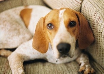 red and white coonhound