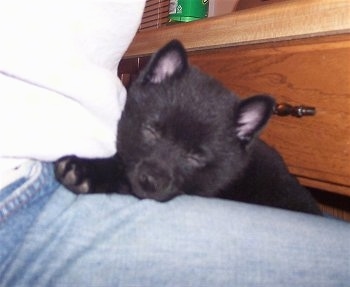 Close up front view - A small eared, black Schipperke puppy is sleeping in a person's lap who is wearing blue jeans.