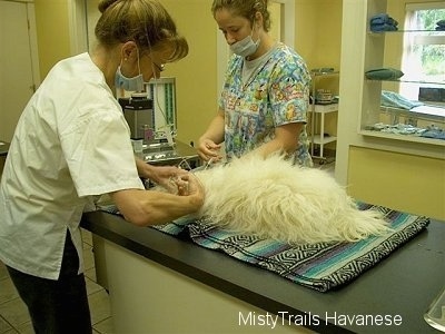 A small white fluffy dog is laying on a table and there are two nurses prepping the dog for surgery.