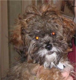 Close up head shot - A brown with black and white Shih-Poo is being held in the air by a persons hand. It is looking forward and its head is slightly tilted to the left. The hair on its head is long and flying all over the place out to the sides.