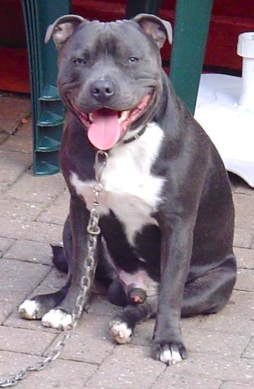 Staffordshire Bull Terrier Dog Breed Information and Pictures