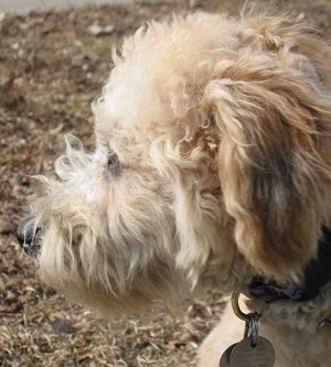 Close up side view head shot - A tan Whoodle is sitting on grass and it is looking to the left. Its ears hang down to the sides.