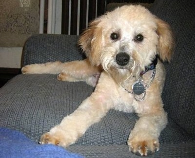 A tan Whoodle is laying against the back of a blue cloth couch and it is looking forward. It has a black nose and wide round black eyes.