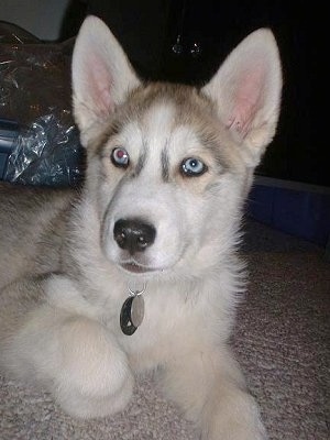 husky and wolf mix puppies