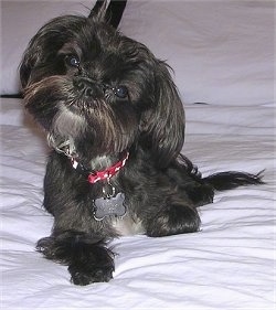 A black with white Yorktese dog laying on a bed and its head is tilted to the right. It has long ears that hang down to the sides with long straight black hair on them.