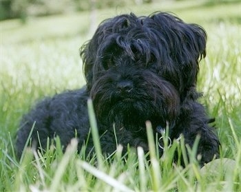 Yorkipoo Dog Breed Pictures 3