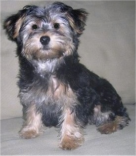 black yorkie poo full grown