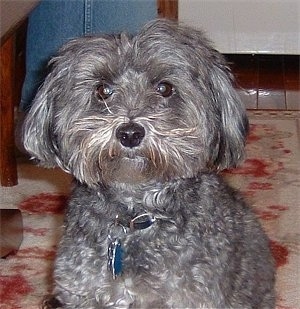 gray yorkie poo