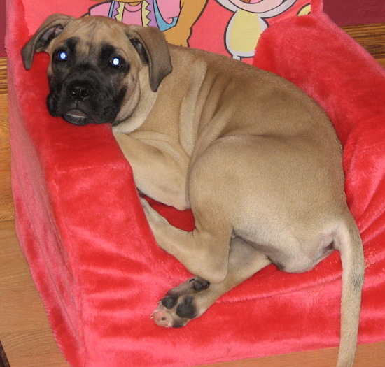 A large breed tan puppy with a boxy big black muzzle laying down on a red childs chair