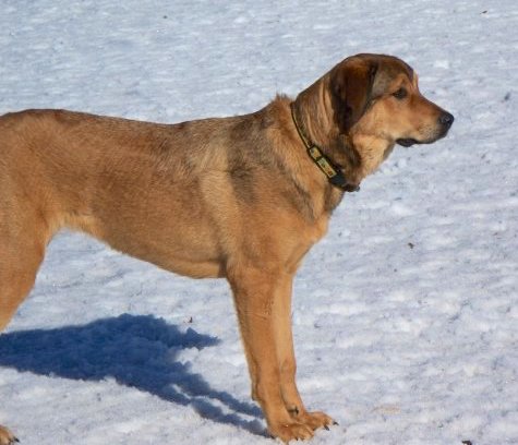 A tan dog with black tipped fur, dark ears and a black nose standing outside in snow