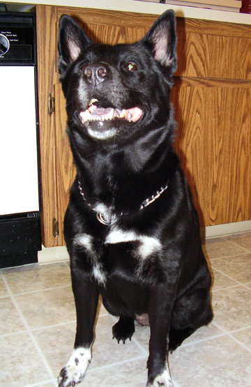 A large breed, thick bodied, muscular dog with a large head, white on his chest and front paws sitting down