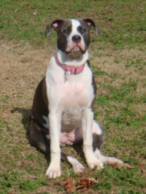 A large breed white and blue-gray colored dog with a muscular body and a wide chest sitting down in grass