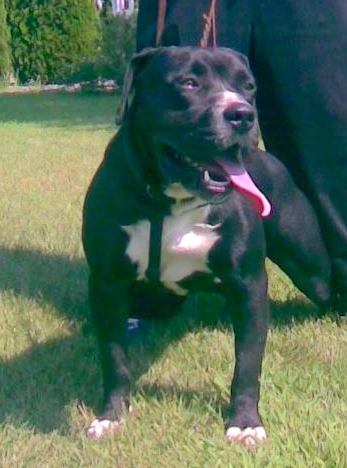 A thick-bodied, wide-chested, big-headed, large breed black and white dog with a black body, white tipped paws and a white belly standing in grass