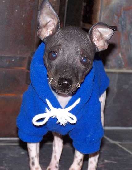 A little dog with gray and pink skin, large ears that stand up, brown eyes and a black nose wearing a blue fleece jacket